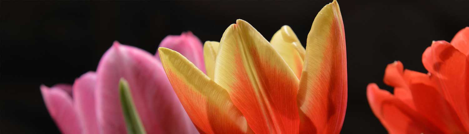 i tulipani sono il simbolo della prim