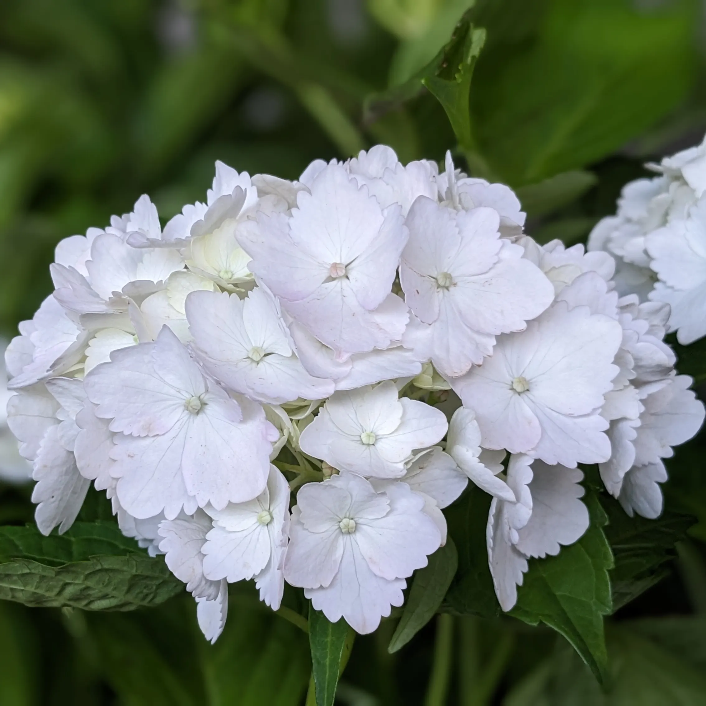 L'ortensia bianca è una varietà dell'ortensia classica, pianta ornamentale molto diffusa.