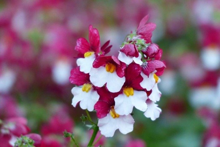 la Nemesia è perfetta se piantumata in vaso oppure per arricchire aiuole e bordure