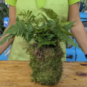 Impariamo a creare un Kokedama